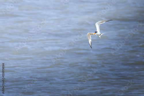 tern in flight