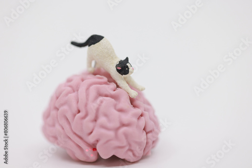 human brain occupied by cat