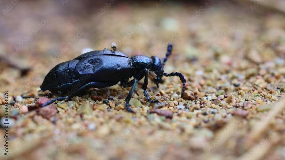 European oil beetle - Meloe proscarabaeus - crawling with mosquitos European oil beetle - Meloe proscarabaeus - crawling with mosquitos