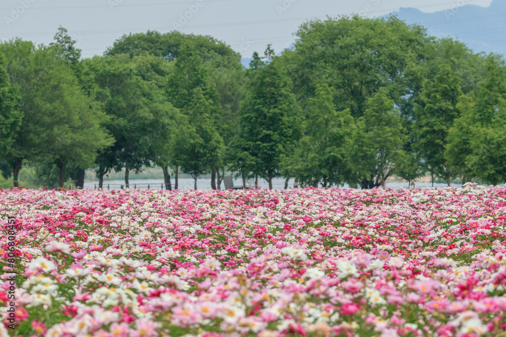 Spring scenery of riverside fields filled with various peony flowers. Peony flower scenery of Hotdle Ecological Park in Hapcheon-gun, South Gyeongsang Province, South Korea.