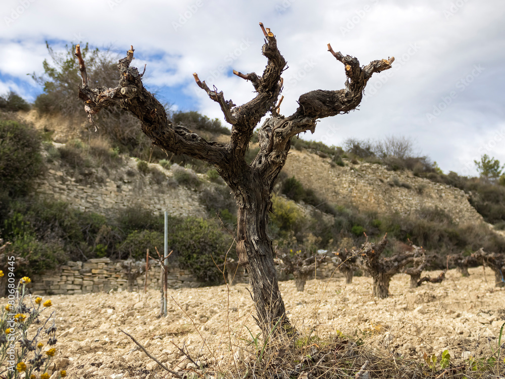 Dry grape vine trunk on mountain vineyard in springtime, Troodos, Cyprus   
