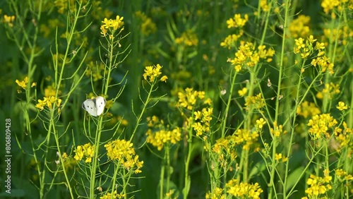 Beautiful cabbage white butterfly pollinating the golden yellow rapeseed flowers, swaying in the breeze, fluttering its wings and fly away, close up shot showcasing the beauty of nature. photo