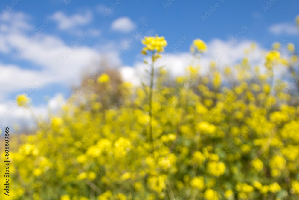 Blurry view of yellow rapeseed flowers in front of blue sky and white clouds Blurry view of yellow rapeseed flowers in front of blue sky and white clouds