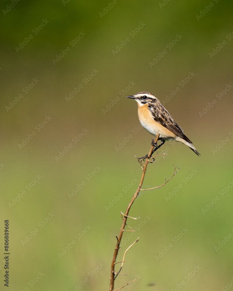 Fototapeta premium The Whinchat (Saxicola rubetra) on the Meadow