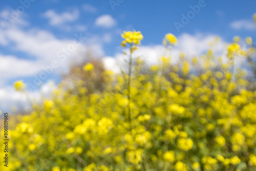 Blurry view of yellow rapeseed flowers in front of blue sky and white clouds
