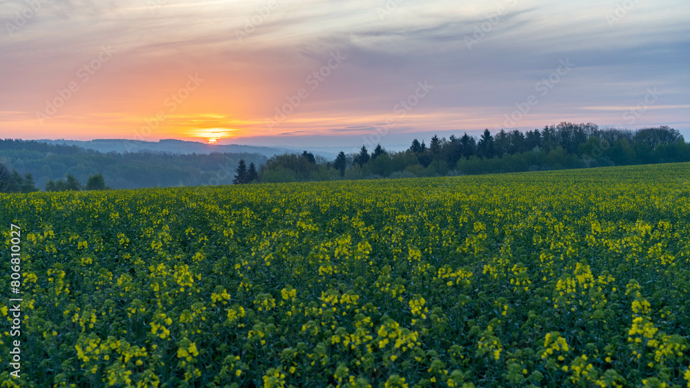 Blooming Rapeseed at Dawn, sunset in the field