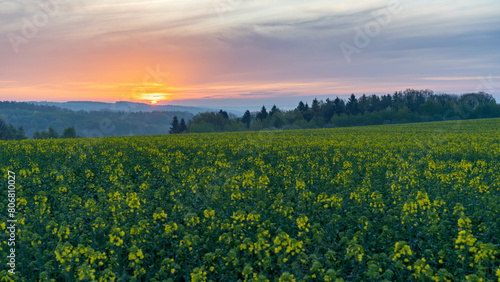 Blooming Rapeseed at Dawn  sunset in the field