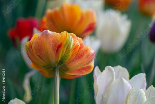 April 15th 2024: macro closeup photo shoot of tulip in full bloom during spring season #806810858