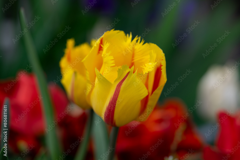 April 15th 2024: macro closeup photo shoot of tulip in full bloom during spring season April 15th 2024: macro closeup photo shoot of tulip in full bloom during spring season