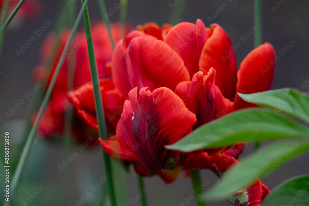 Fototapeta premium April 15th 2024: macro closeup photo shoot of tulip in full bloom during spring season