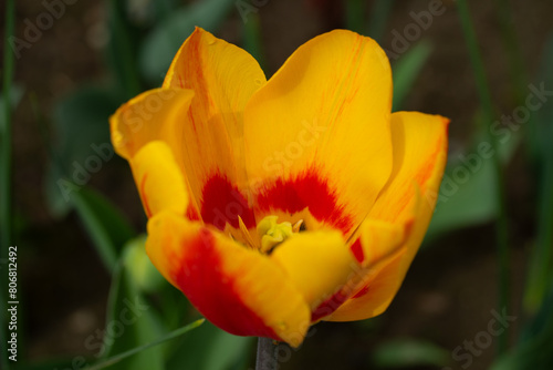 April 15th 2024  macro closeup photo shoot of tulip in full bloom during spring season