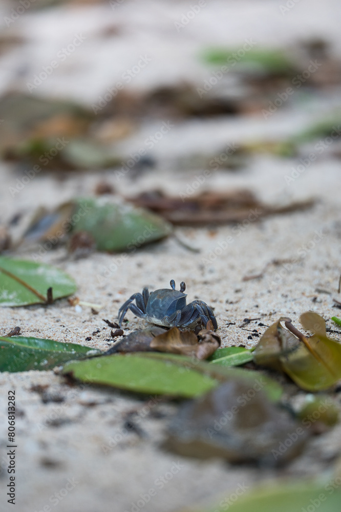 Fototapeta premium Crab walking near the shore, Mahe Seychelles