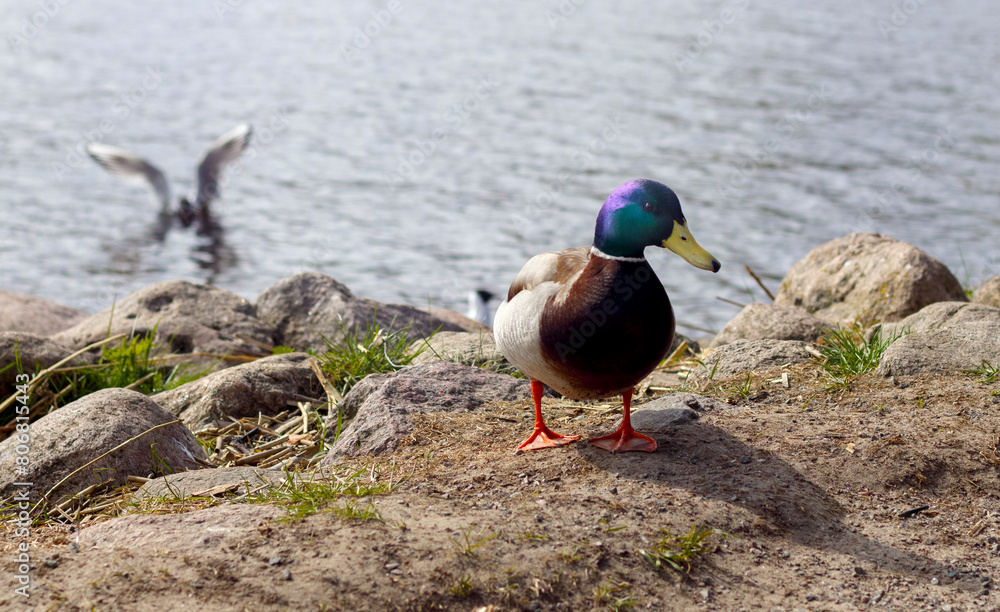 mallard in the wild on rocks with water background
mallard in the wild on rocks with water background