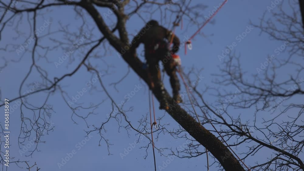 Arborist tree surgeon cutting and trimming tree branches with chainsaw, lumberjack woodcutter in uniform climbing and working on heights, process of tree trunk pruning and sawing on top in sunny day Arborist tree surgeon cutting and trimming tree branches with chainsaw, lumberjack woodcutter in uniform climbing and working on heights, process of tree trunk pruning and sawing on top in sunny day