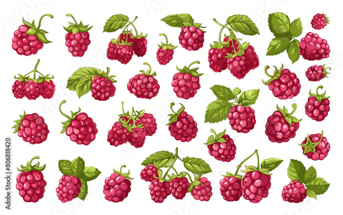 Cartoon Raspberry Icons. Fresh and Vibrant razz fence berries, Raspberries in Different Positions on Branches and Independently for Fruit, Berry, Food Healthy Eating Organic Farming Summer Concepts