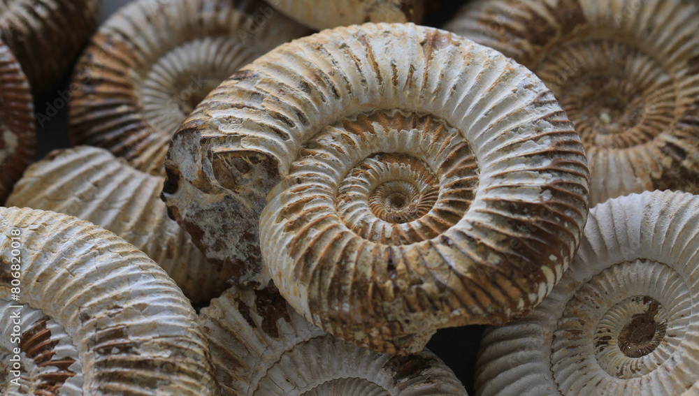 ammonite fossil texture ammonite fossil texture