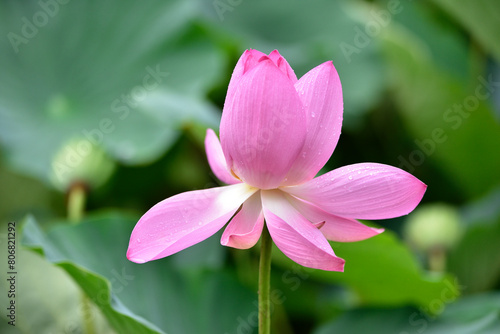 雨に濡れたハスの花