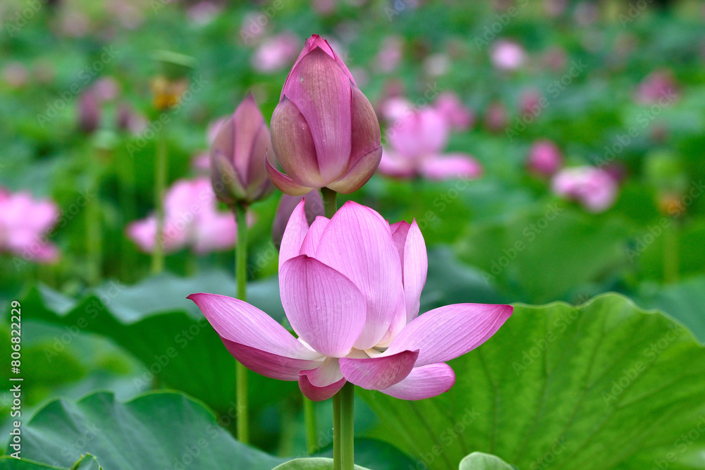 Obraz premium 雨に濡れたハスの花