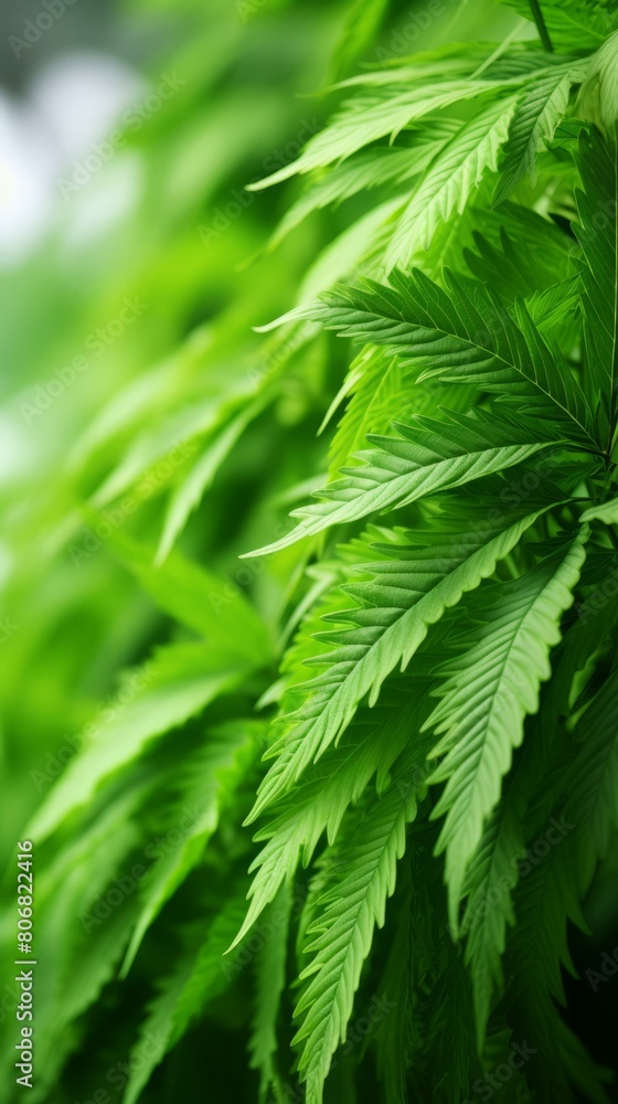 Close-up of cannabis leaves Close-up of cannabis leaves