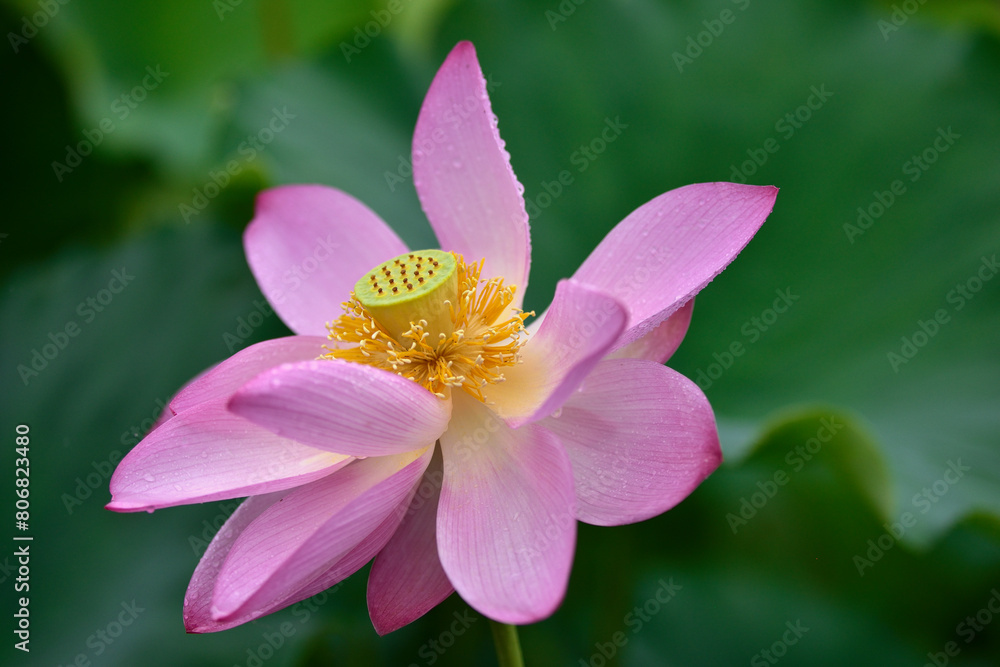 雨に濡れたハスの花