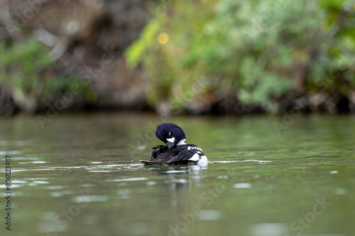 Goldeneye (Bucephala clangula) is a medium-sized marine duck species from the Anatidae family. Its close relative is Bucephala islandica. Its Turkish name is; golden eye