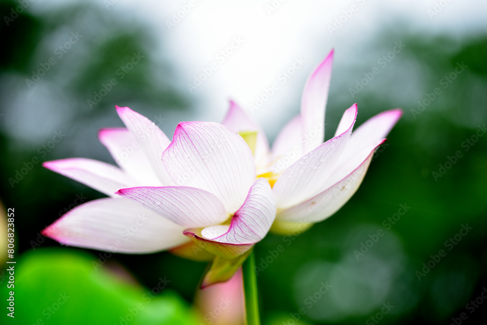 雨に濡れたハスの花