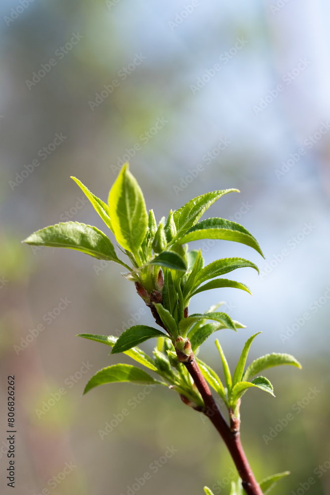 Obraz premium Young green leaves on a tree in spring. Shallow depth of field.