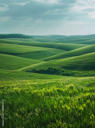 Green rolling hills of wheat field under blue sky and white clouds