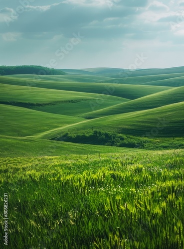Green rolling hills of wheat field under blue sky and white clouds