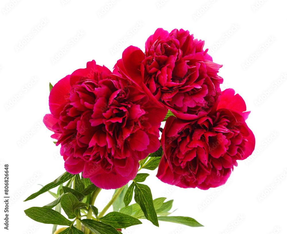 Red peonies bouquet. Red peonies bouquet.