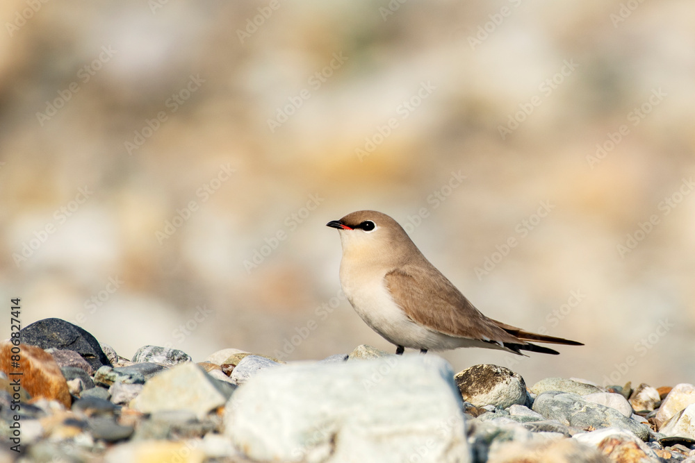 Small Pratincole from Buxa, West Bengal, India Small Pratincole from Buxa, West Bengal, India