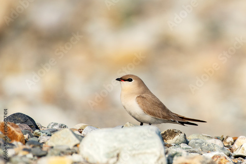 Small Pratincole from Buxa, West Bengal, India © Rima