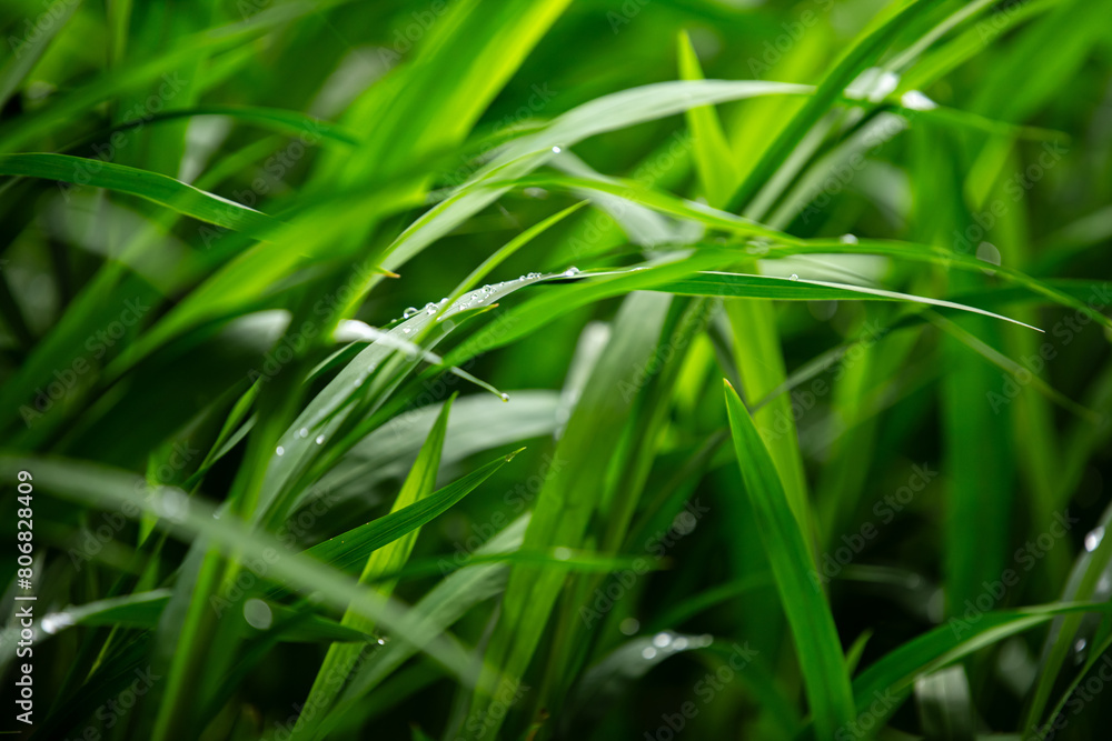 Plan rapproché d'herbes hautes couvertes de gouttes de pluie après le passage d'un orage Plan rapproché d'herbes hautes couvertes de gouttes de pluie après le passage d'un orage