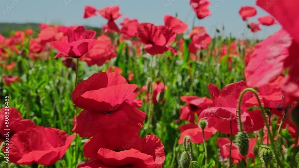 Walk in the red poppy flowers field in spring season Walk in the red poppy flowers field in spring season
