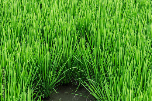 Plants de riz inondés, oryza sativa, de la famille des poacées photo