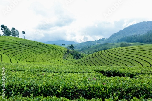 The view from the Cameron Highlands tea plantation