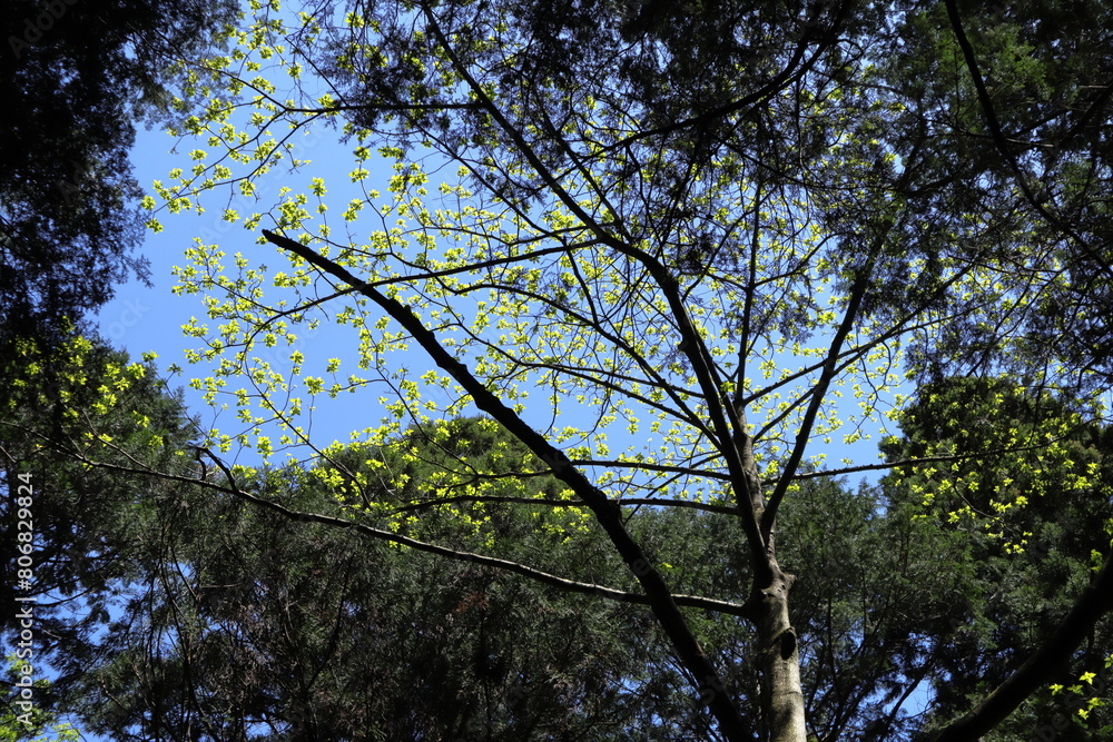 Obraz premium 日本 茨城の風景