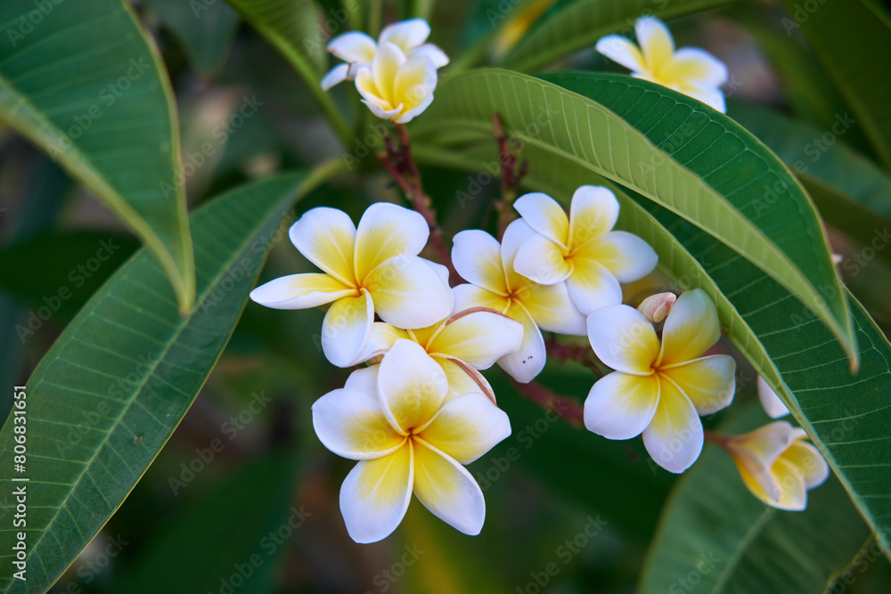 Bright Plumeria alba Blossoms Against Green Foliage Bright Plumeria alba Blossoms Against Green Foliage