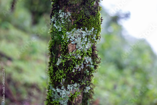 Selective focus Dicranales, bright green moss that grows trees in the rainforest. photo