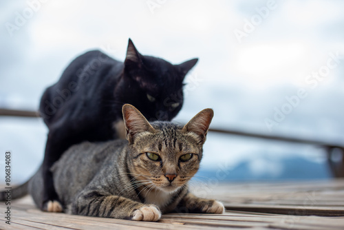 Bilde på lerret Selective focus Cats mating