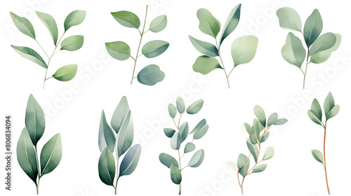Digital eucalyptus watercolor set  print pattern flower abstract graphic poster background
