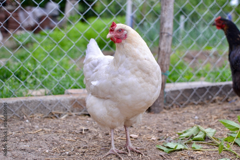 Fototapeta premium range white chickens at the farm