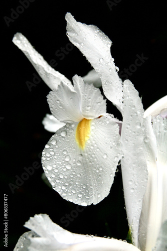 Iris sous la pluie