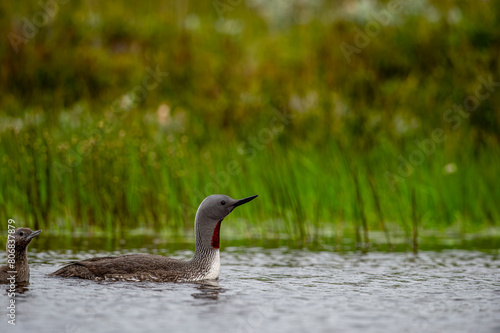 The exquisite beauty of the red-throated loon (Gavia stellata) (Icelandic red-throated loon) is a migratory water bird found in the northern hemisphere. photo