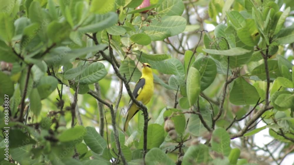 Close up of male Indian golden oriole on tree. Low angle, static Close up of male Indian golden oriole on tree. Low angle, static