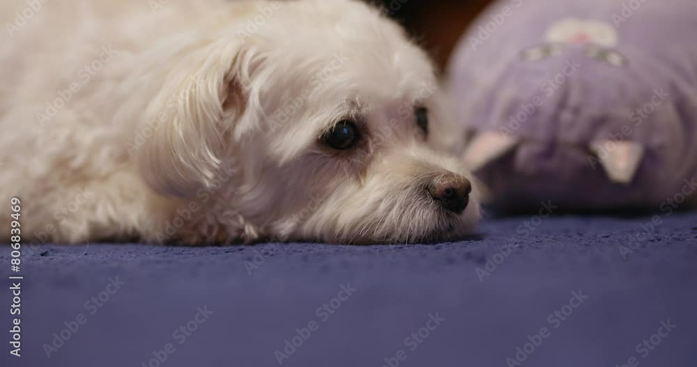 Cute Bichon dog lying on the blue carpet. Cute Bichon dog lying on the blue carpet.