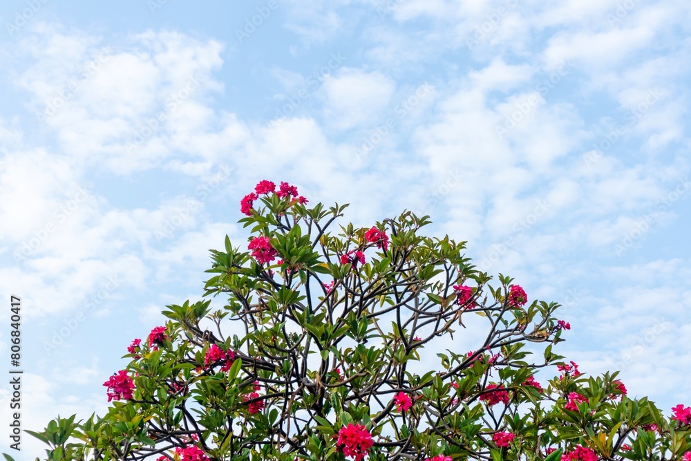 The top of a frangipani tree with a blue sky background The top of a frangipani tree with a blue sky background