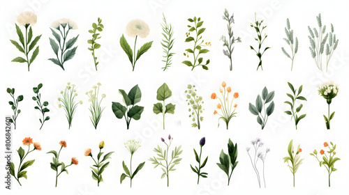 Digital watercolor herbs clip art set print pattern flower abstract graphic poster background