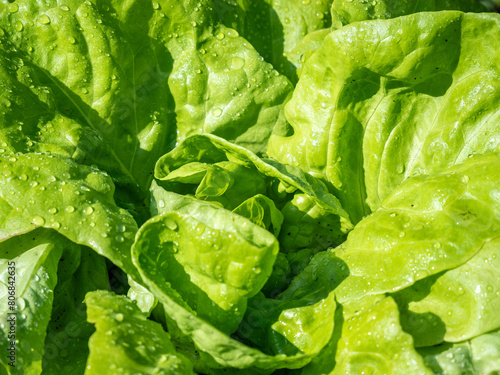 green lettuce with water drops