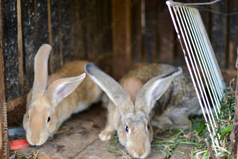 Obraz premium rabbit in the garden